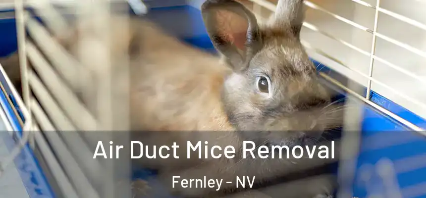 Air Duct Mice Removal Fernley - NV